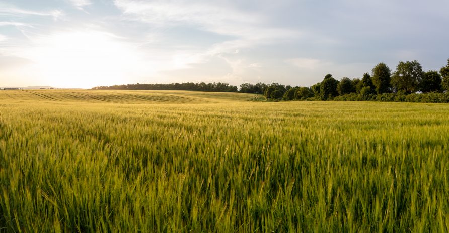 Bodenmarkt: Pachtpreise für Landwirtschaftsflächen stark gestiegen