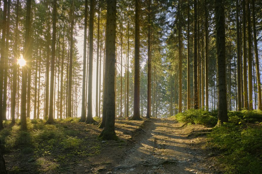 Wussten Sie schon, dass knapp 30 % der Fläche Deutschlands Waldflächen sind?