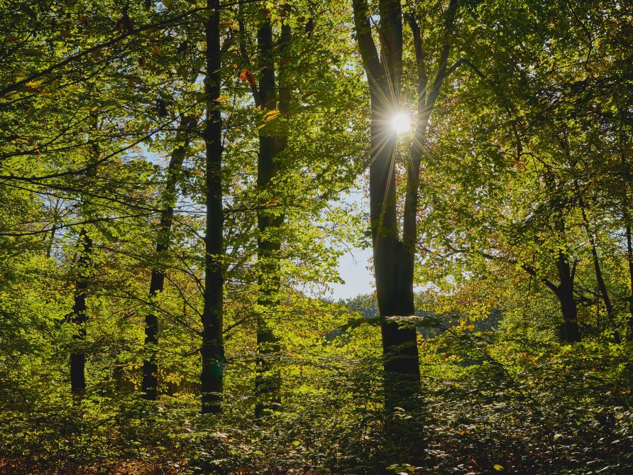 Waldbesitzer können Waldprämie beantragen: Das müssen Sie wissen