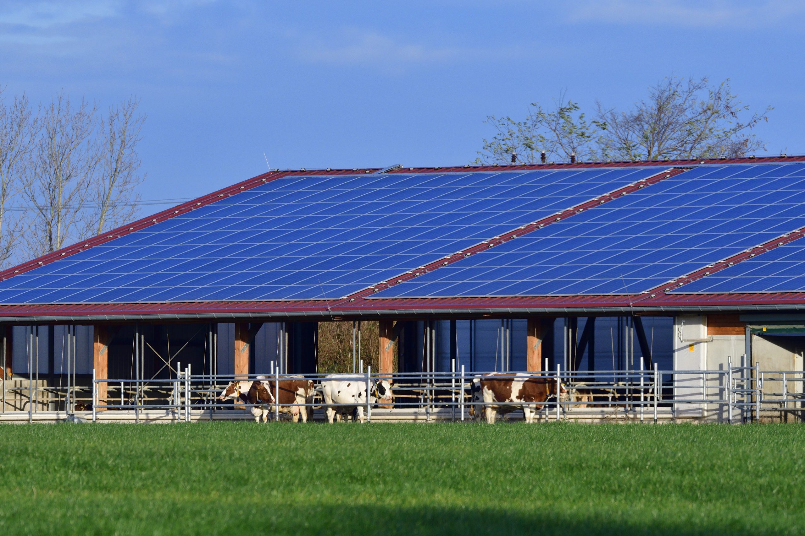 Sale and Lease Back Milchviehstall