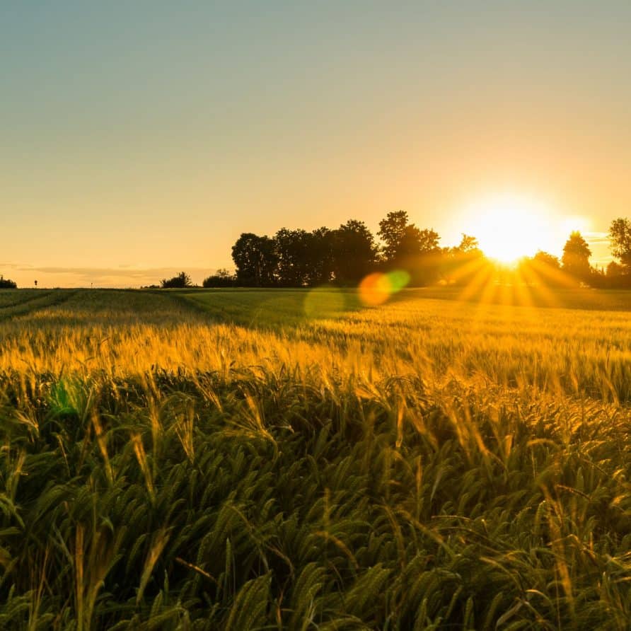 Sonnenuntergang Getreidefeld